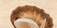 Аликанте бежевый (верх жемчужина на песке) 10-00-11-121 декор 250х500